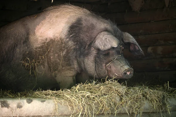 Fat Boar — стоковое фото