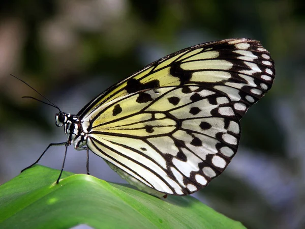 Close Bug Natureza Selvagem — Fotografia de Stock