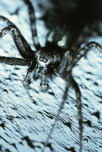 Nahaufnahme Einer Spinne Auf Einem Baum — Stockfoto