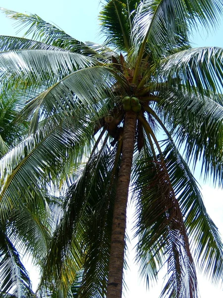 Maymunlu Palmiye Ağacı — Stok fotoğraf