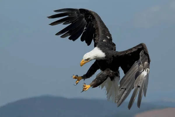 Águila Calva Vuelo Contra Cielo Azul —  Fotos de Stock