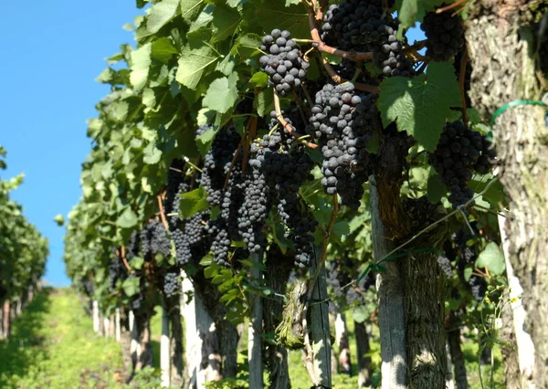 Uvas Que Crescem Vinha — Fotografia de Stock