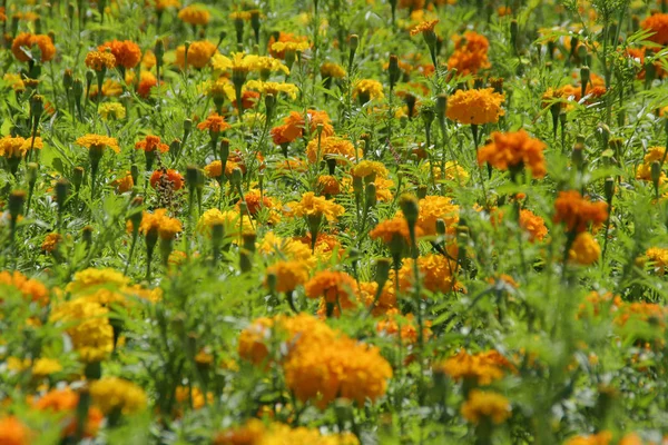 Campo Flores Flora Verão Natureza — Fotografia de Stock