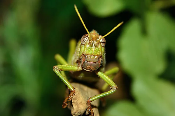 Close Macro View Van Sprinkhaan Insect — Stockfoto