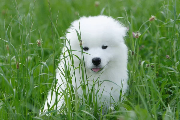 Muda Samoyed Anak Anjing Rumput — Stok Foto