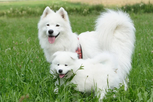 Samoyedo Perro Con Cachorro —  Fotos de Stock