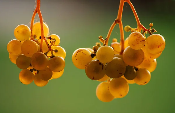 Sehen Sie Jetzt Den Wein Auf Unserer Terrasse Ich Denke — Stockfoto