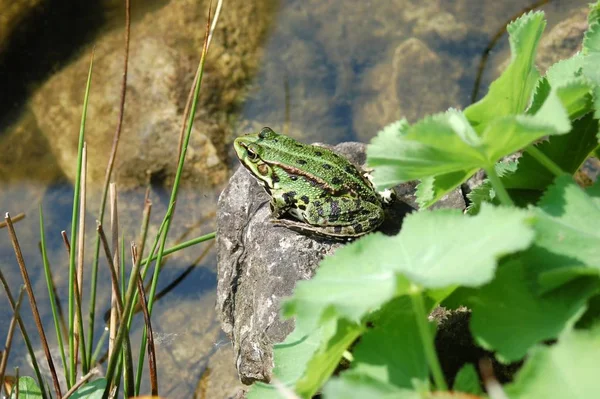 花园池塘里的青蛙 — 图库照片
