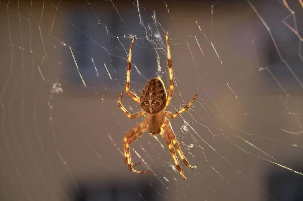 Pavoučí Hmyz Strašidelné Zvíře — Stock fotografie