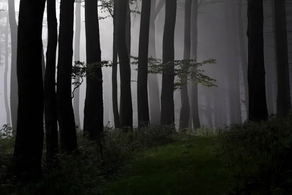 Schöne Aussicht Auf Die Natur — Stockfoto