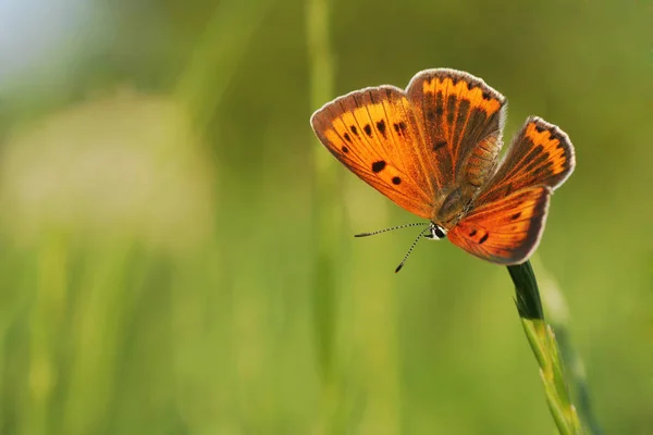 Gros Plan Bug Nature Sauvage — Photo