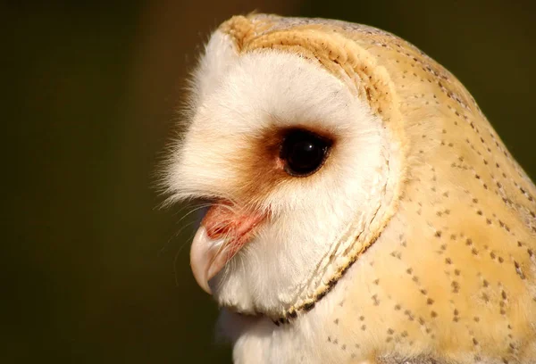 Gros Plan Chouette Mignonne Nature Sauvage — Photo