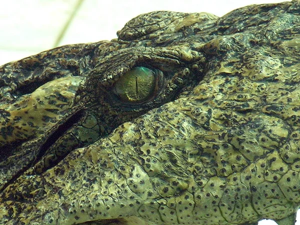 Alligatorkrokodildjur Amfibiskt Rovdjur — Stockfoto