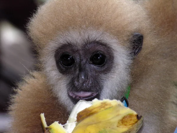 Pequeno Macaco Grande Banana — Fotografia de Stock