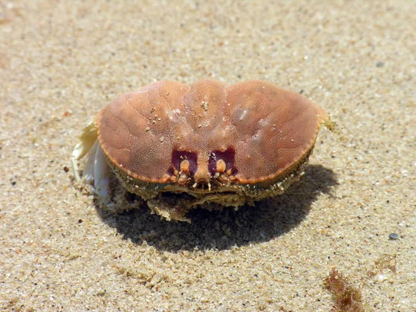 Морская Раковина Песке — стоковое фото
