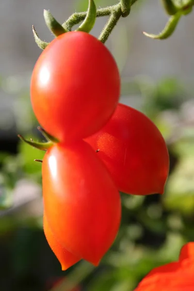 Pomodori Uva Ramo — Foto Stock