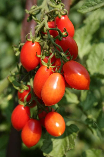 Νωπές Κόκκινες Ώριμες Ντομάτες — Φωτογραφία Αρχείου