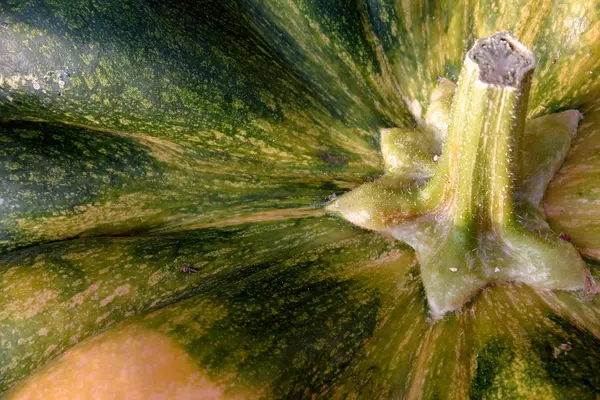 Vegetarisk Mat Selektivt Fokus — Stockfoto