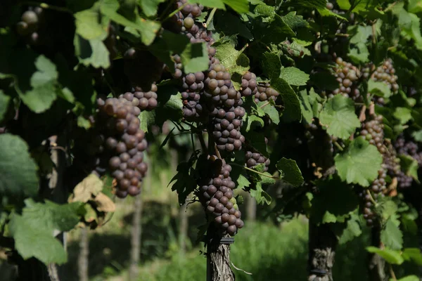 Red Wine Grapes Vine — Stock Photo, Image