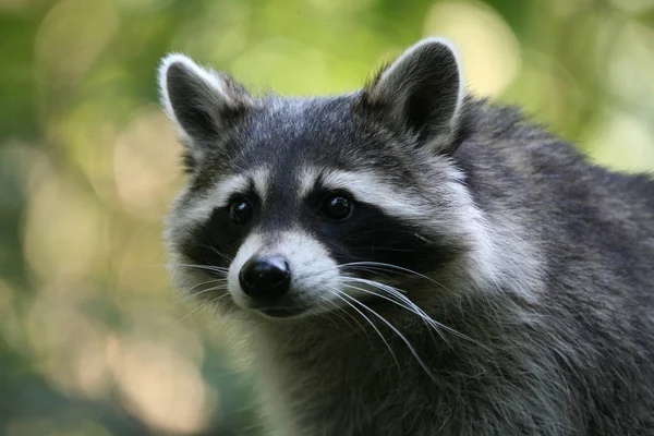 Wasbeer Dier Roofdier Zoogdier — Stockfoto