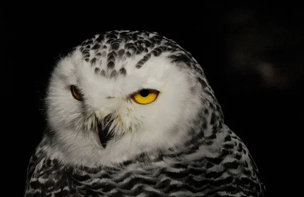 Vacker Utsikt Över Vacker Fågel Naturen — Stockfoto