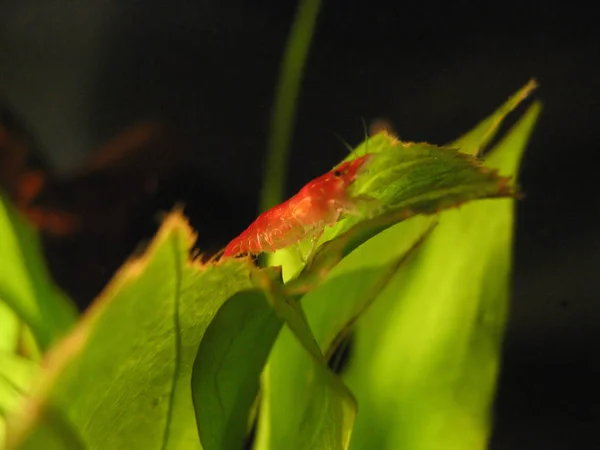 Latin Name Neocaridina Denticulata Sinensis Var Red — Stock Photo, Image