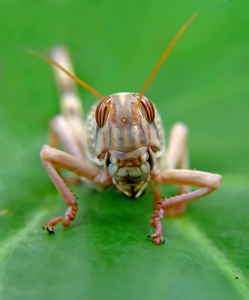 バッタ虫無脊椎動物の祈りのバグ — ストック写真
