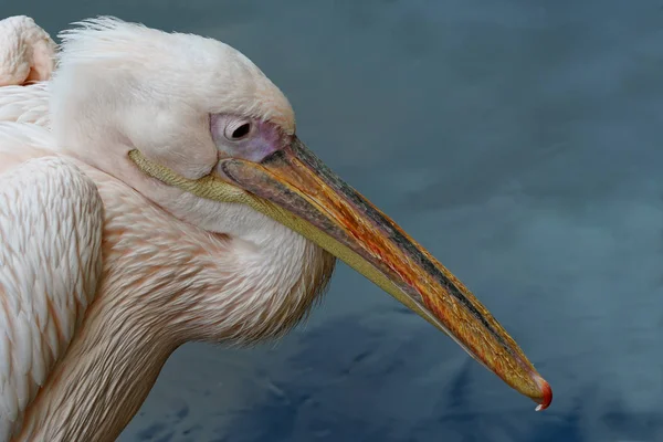 Scenic View Beautiful Pelican Nature — Stock Photo, Image