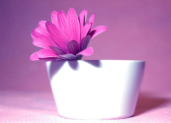 Festői Kilátás Gyönyörű Marguerite Virágok — Stock Fotó