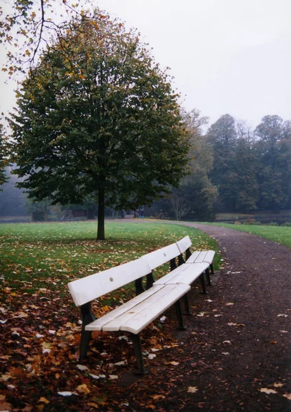 Beau Paysage Forêt — Photo