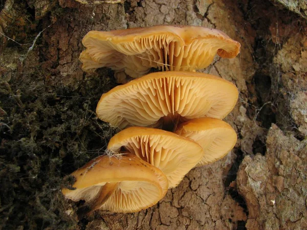 Heb Geen Idee Wat Paddenstoelen Zijn Groeiden Aan Boom Maar — Stockfoto