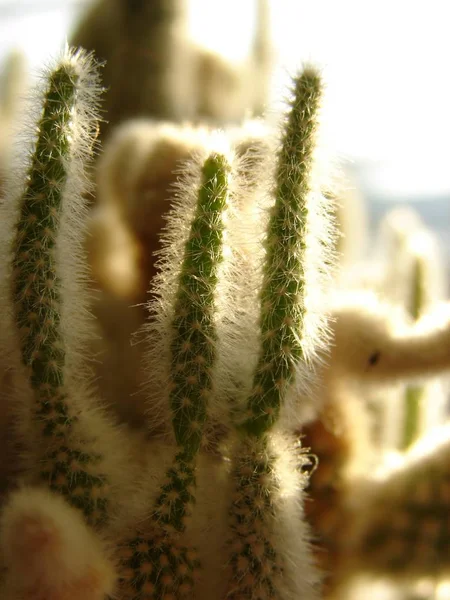Cactus Nella Luce Posteriore — Foto Stock