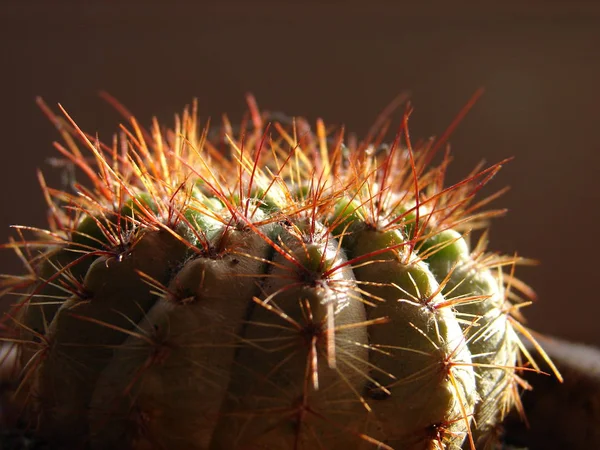 Cactus Tropical Plant Flora — Stock Photo, Image