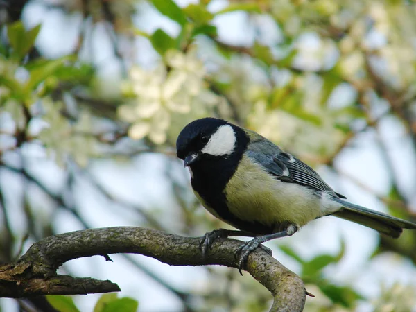 Tit Tree — Stockfoto