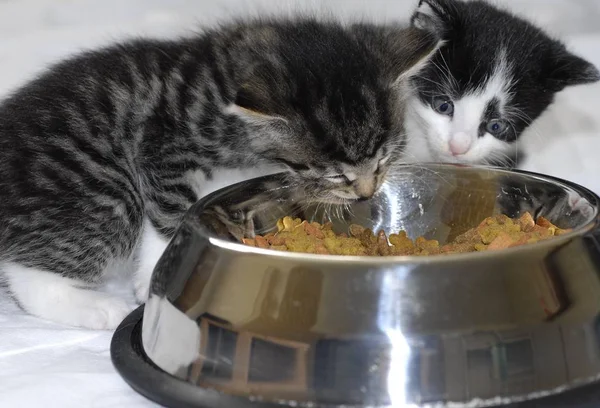 cat and kitten eating food