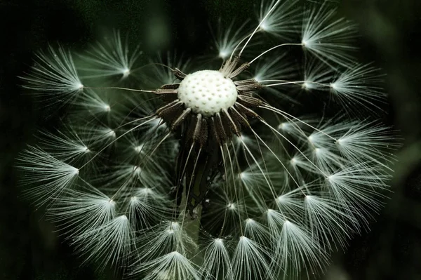 Hermoso Plano Botánico Fondo Pantalla Natural — Foto de Stock