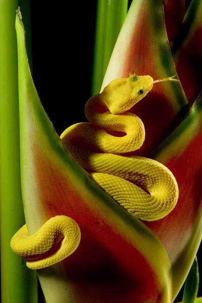 Wąż Dzikie Zwierzęta Drapieżnik — Zdjęcie stockowe