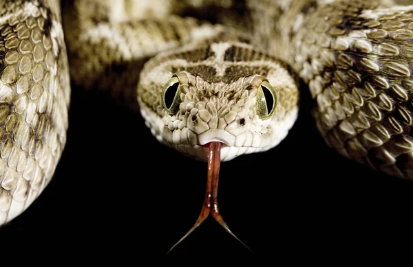 Had Plazí Svět Zvířat — Stock fotografie
