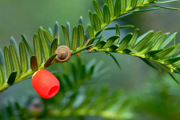 Herbstliche Atmosphäre Selektiver Fokus — Stockfoto