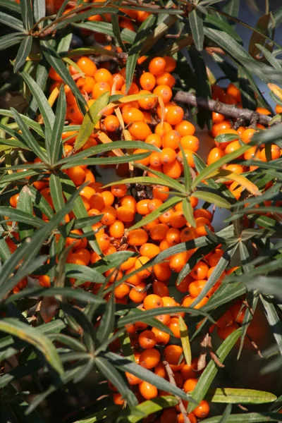 Yellow Berries Tree Branches — Stock Photo, Image