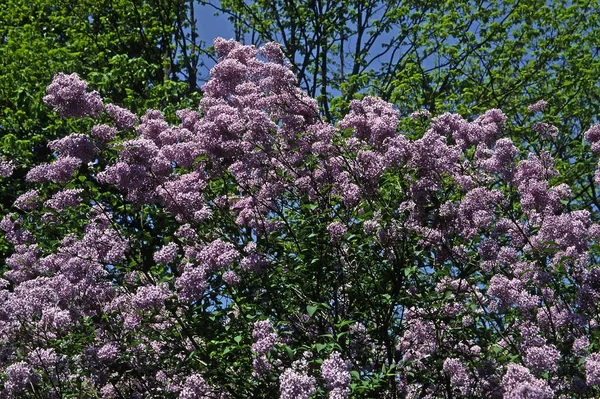 Цветочные Лепестки Весенняя Флора — стоковое фото