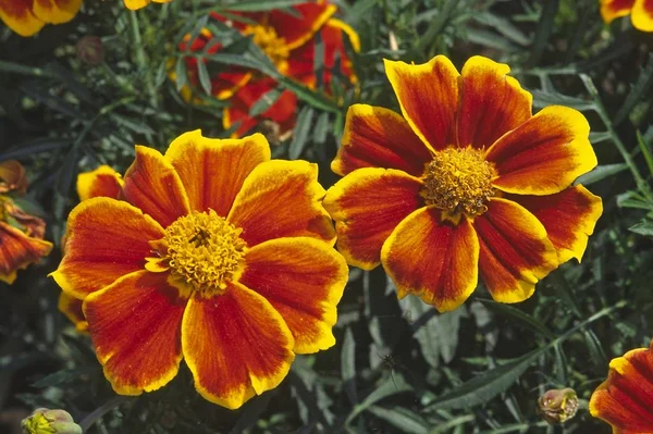 Laranja Pétalas Marigold Flor Flor Flora — Fotografia de Stock