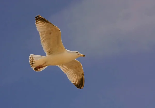 Aussichtsreiche Aussicht Auf Schöne Vögel Der Natur — Stockfoto