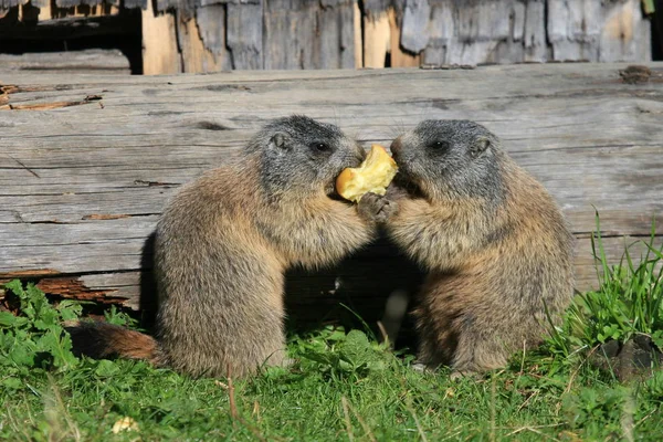 Marmots Savaşı — Stok fotoğraf