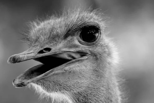 Ostrich Also Has Long Neck Which Mostly Naked Head Small — Stock Photo, Image
