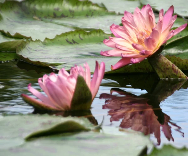Water Lily Pond Flowers Flora Nature — Stock Photo, Image