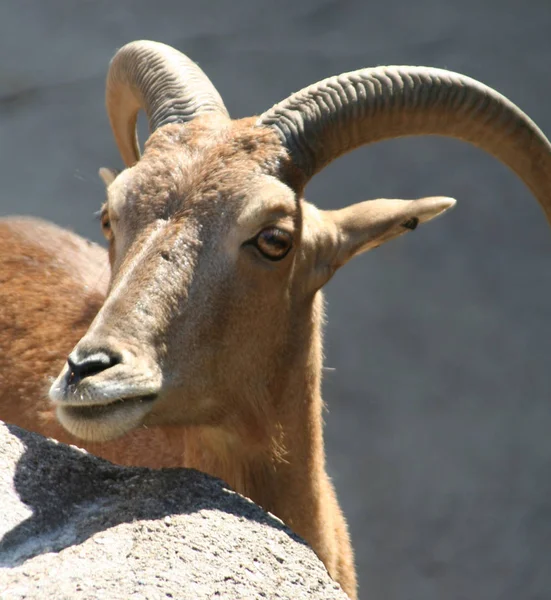 Selvagem Natureza Animal Capricórnio Cabra Com Chifres — Fotografia de Stock