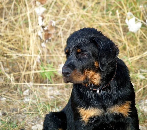 Retrato Cão Bonito — Fotografia de Stock