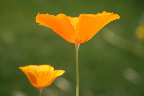 美しい野生のケシの花の近景 — ストック写真