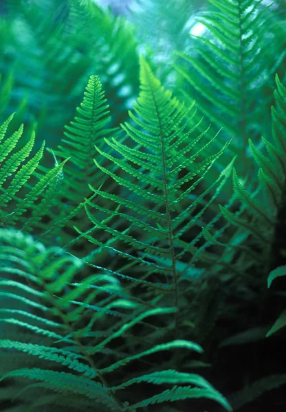 シダの葉や植物や葉 — ストック写真